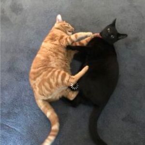 Meet your Posher, Leslie